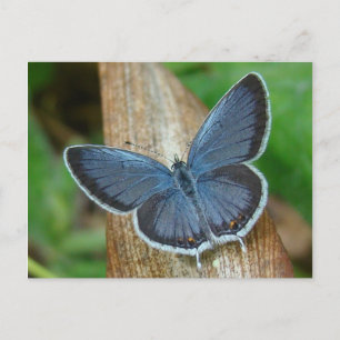 Carte Postale Papillon bleu