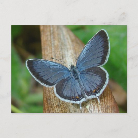 Carte Postale Papillon bleu (Devant)