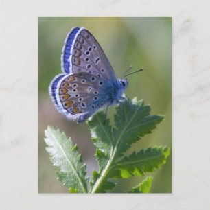 Carte Postale papillon bleu