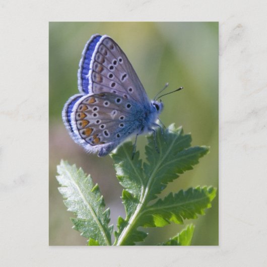 Carte Postale papillon bleu (Devant)