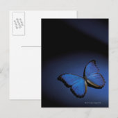 Carte Postale Papillon bleu (Devant / Derrière)