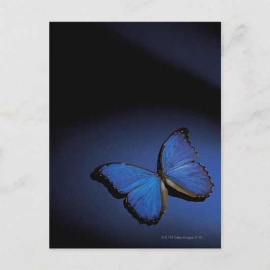 Carte Postale Papillon bleu (Devant)