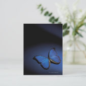 Carte Postale Papillon bleu (Debout devant)