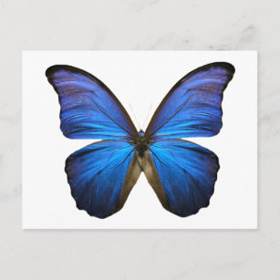 Carte Postale papillon bleu
