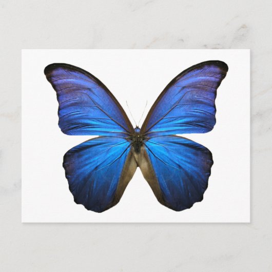 Carte Postale papillon bleu (Devant)
