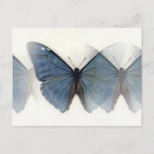 Carte Postale Papillon bleu (Devant)