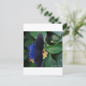 Carte Postale Papillon bleu (Debout devant)