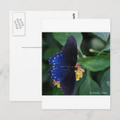 Carte Postale Papillon bleu (Devant / Derrière)