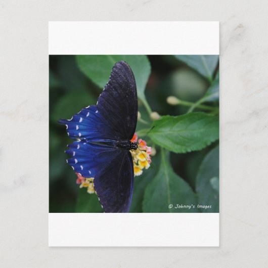 Carte Postale Papillon bleu (Devant)
