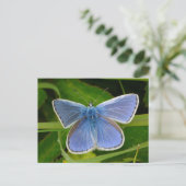 Carte postale Papillon bleu (Debout devant)