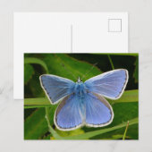 Carte postale Papillon bleu (Devant / Derrière)