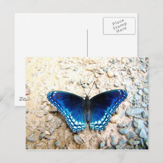 Carte Postale Papillon bleu (Devant / Derrière)