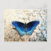 Carte Postale Papillon bleu (Devant)