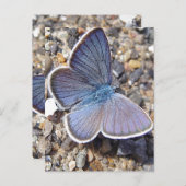 Carte Postale Papillon bleu clair (Devant / Derrière)