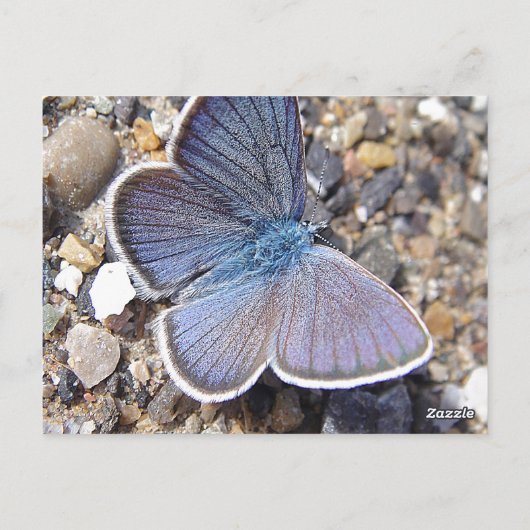 Carte Postale Papillon bleu clair (Dos)