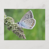 Carte Postale Papillon bleu commun sur l'herbe (Devant)