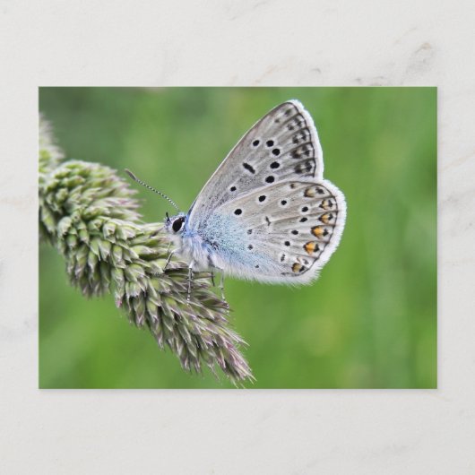 Carte Postale Papillon bleu commun sur l'herbe (Devant)