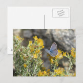 Carte postale Papillon bleu de Reakirt (Devant / Derrière)