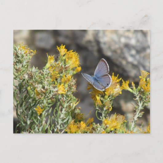 Carte postale Papillon bleu de Reakirt (Devant)