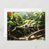 Carte Postale Papillon bleu et noir (Devant / Derrière)