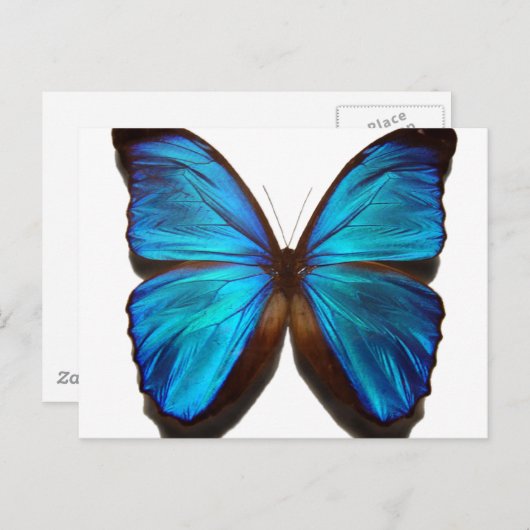 Carte Postale Papillon bleu Morpho (Devant / Derrière)