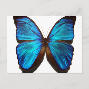 Carte Postale Papillon bleu Morpho