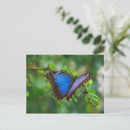 Carte postale Papillon bleu Morpho (Debout devant)