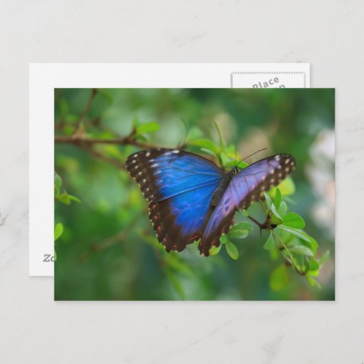 Carte postale Papillon bleu Morpho (Devant / Derrière)