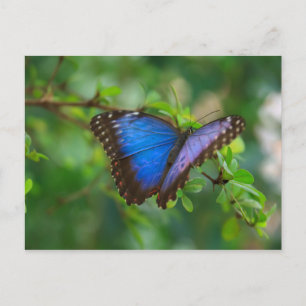 Carte postale Papillon bleu Morpho