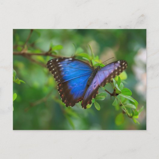Carte postale Papillon bleu Morpho (Devant)