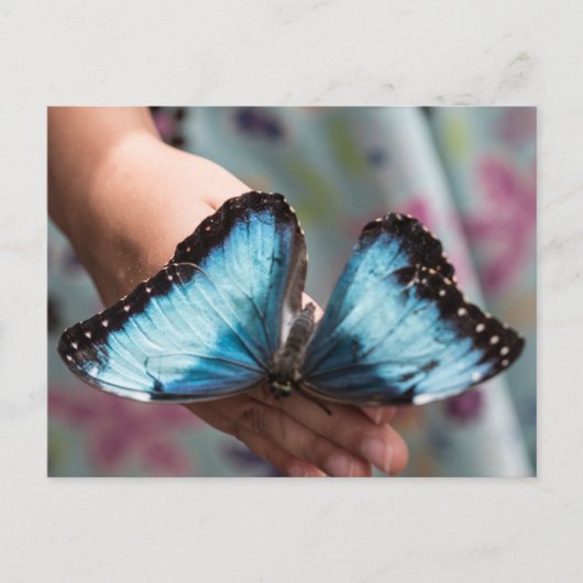 Carte Postale Papillon bleu Morpho (Devant)