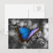 Carte Postale Papillon bleu pourpre (Devant / Derrière)