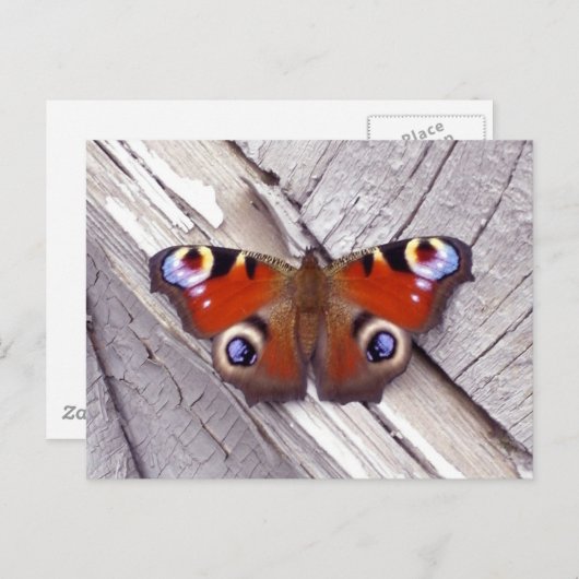 Carte Postale papillon brillant (Devant / Derrière)