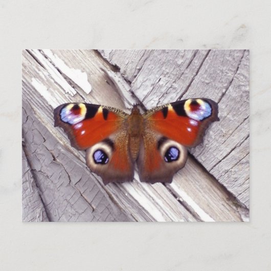 Carte Postale papillon brillant (Devant)