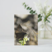 Carte Postale Papillon Brun (Debout devant)