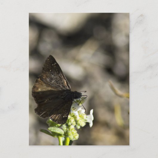 Carte Postale Papillon Brun (Devant)