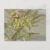 Carte Postale Papillon Bush 1 (Devant)