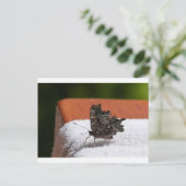 Carte Postale Papillon camouflage foncé (Debout devant)