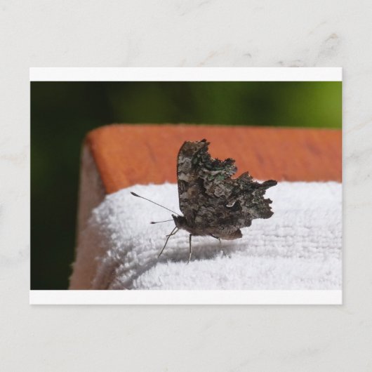 Carte Postale Papillon camouflage foncé (Devant)