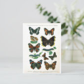 Carte Postale papillon-clip-art-19 (Debout devant)