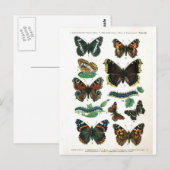Carte Postale papillon-clip-art-19 (Devant / Derrière)