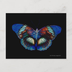 Carte Postale Papillon coloré avec fond noir 2