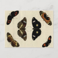 Papillon coloré Medley sur Arrière - plan de crème