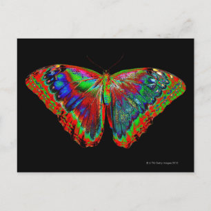 Carte Postale Papillon coloré sur fond noir 3