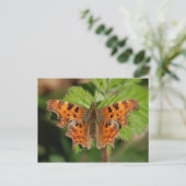 Carte Postale papillon Comma des gorges de l'Avon (Debout devant)