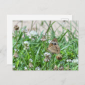 Carte Postale Papillon commun (Devant / Derrière)