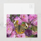 Carte Postale Papillon commun (Devant / Derrière)