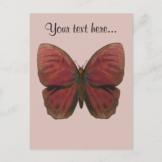 Carte Postale Papillon Coq Rouge (Devant)