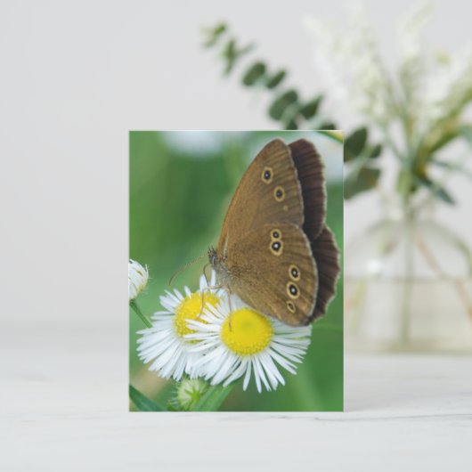 Carte Postale papillon&daises (Debout devant)