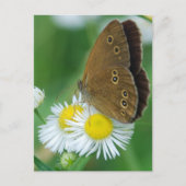 Carte Postale papillon&daises (Devant)